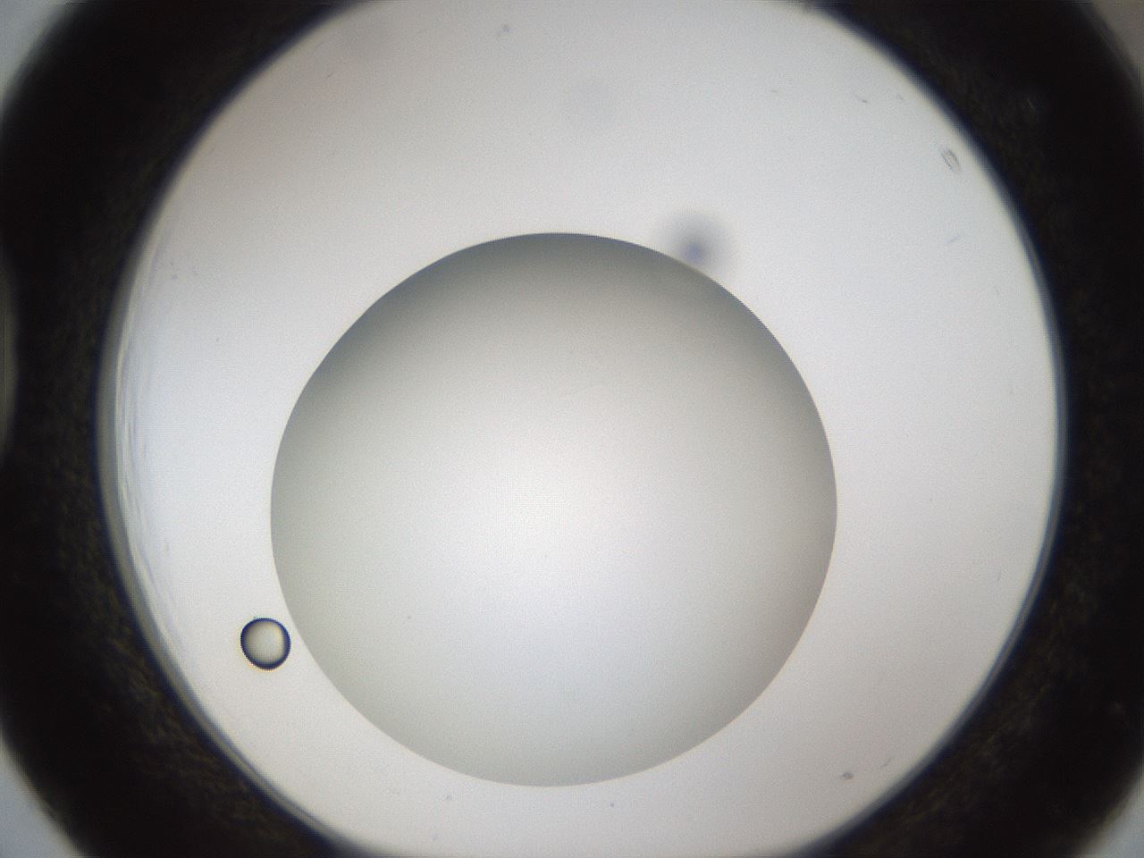 folderID302_plateID1302_batchID4299_wellNum39_profileID1_d1_r78334_ef.jpg