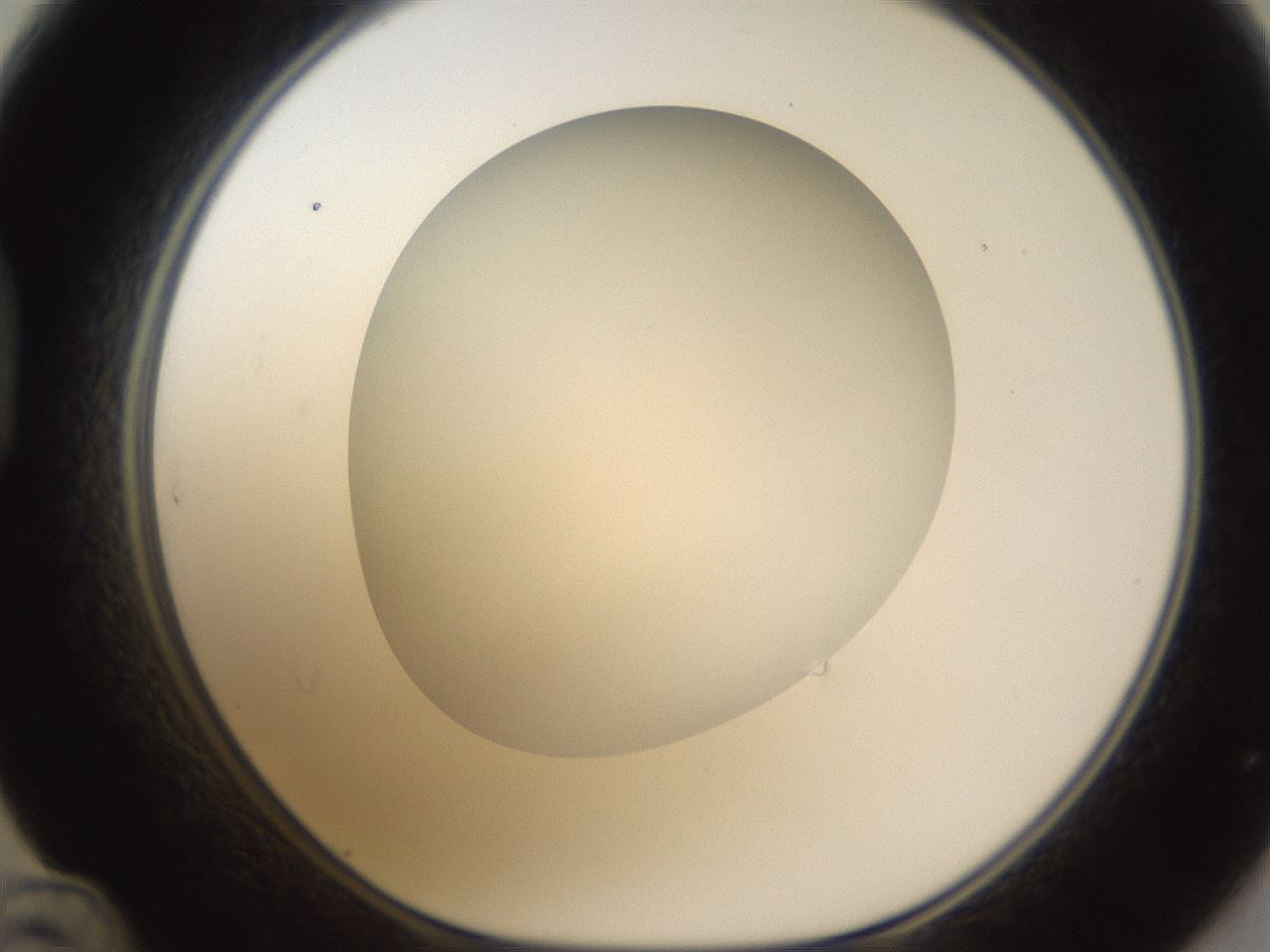 folderID302_plateID1302_batchID4299_wellNum48_profileID1_d1_r78343_ef.jpg