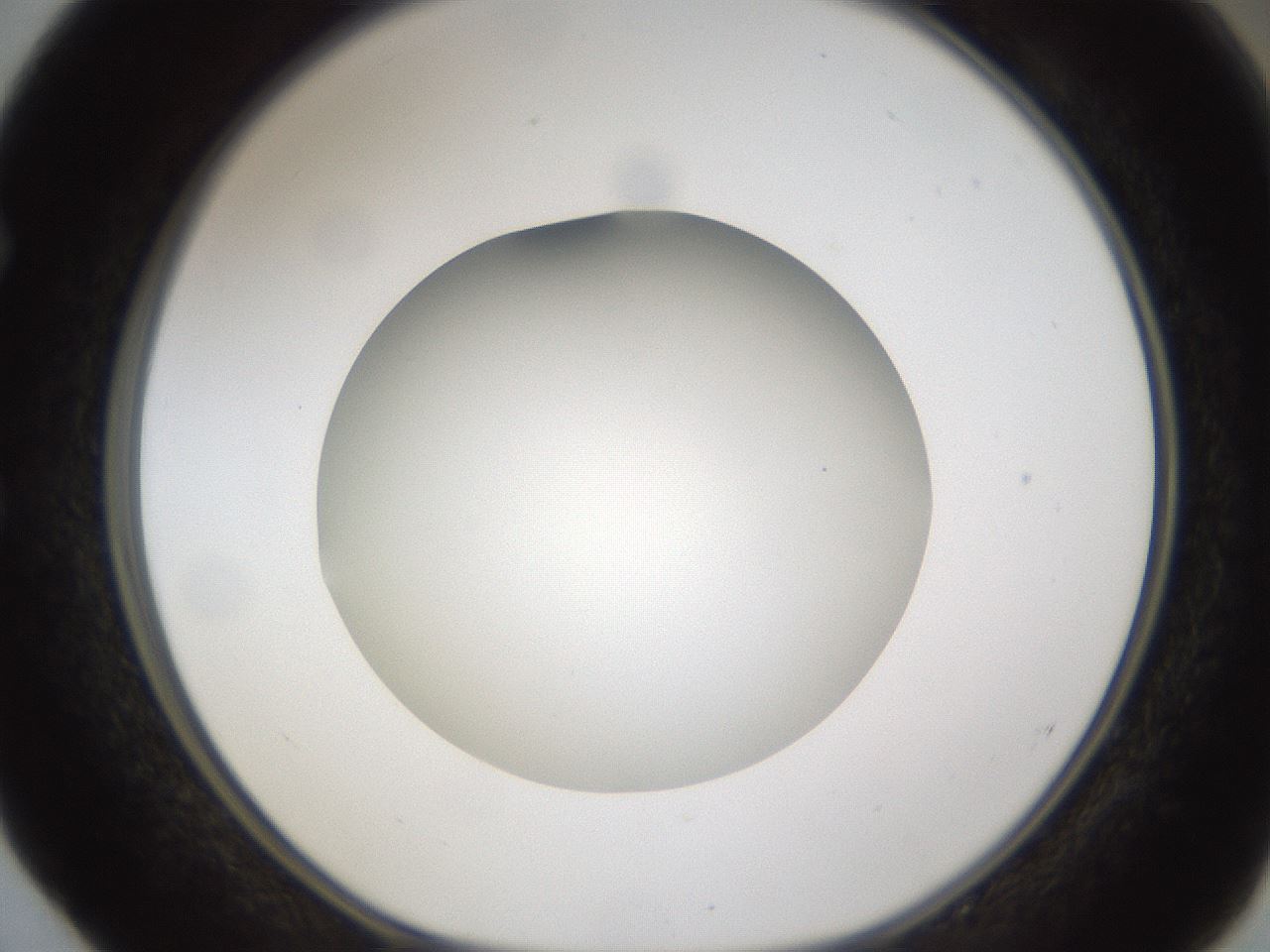 folderID302_plateID1302_batchID4299_wellNum52_profileID1_d1_r78347_ef.jpg