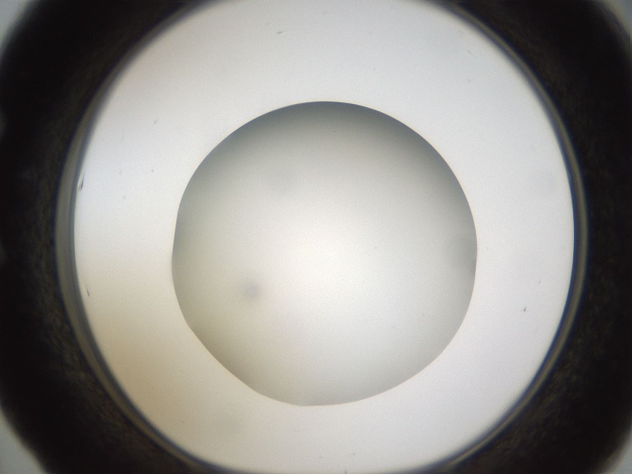 folderID302_plateID1302_batchID4299_wellNum53_profileID1_d1_r78348_ef.jpg