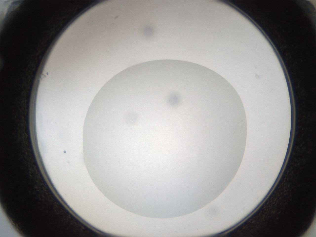 folderID302_plateID1302_batchID4299_wellNum61_profileID1_d1_r78356_ef.jpg