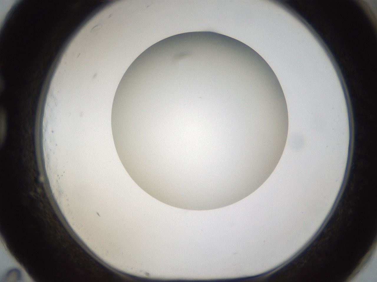 folderID302_plateID1302_batchID4299_wellNum83_profileID1_d1_r78378_ef.jpg