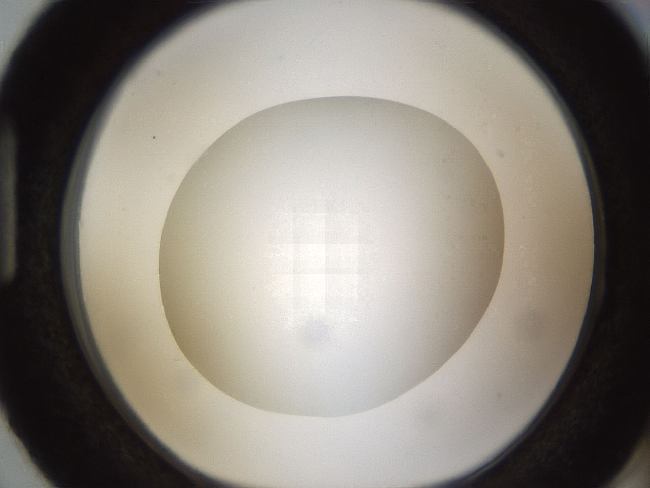 folderID302_plateID1302_batchID4299_wellNum87_profileID1_d1_r78382_ef.jpg