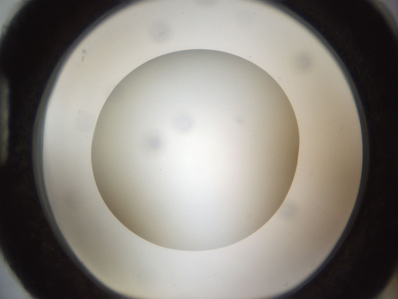 folderID302_plateID1302_batchID4299_wellNum88_profileID1_d1_r78383_ef.jpg