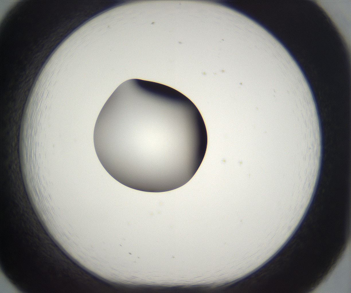 folderID302_plateID2302_batchID10855_wellNum20_profileID1_d1_r161729_ef.jpg