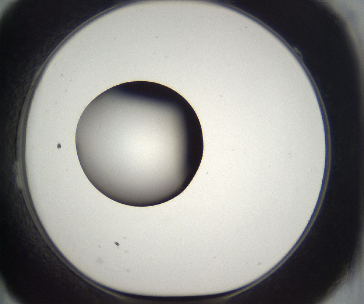 folderID302_plateID2302_batchID10855_wellNum23_profileID1_d1_r161732_ef.jpg