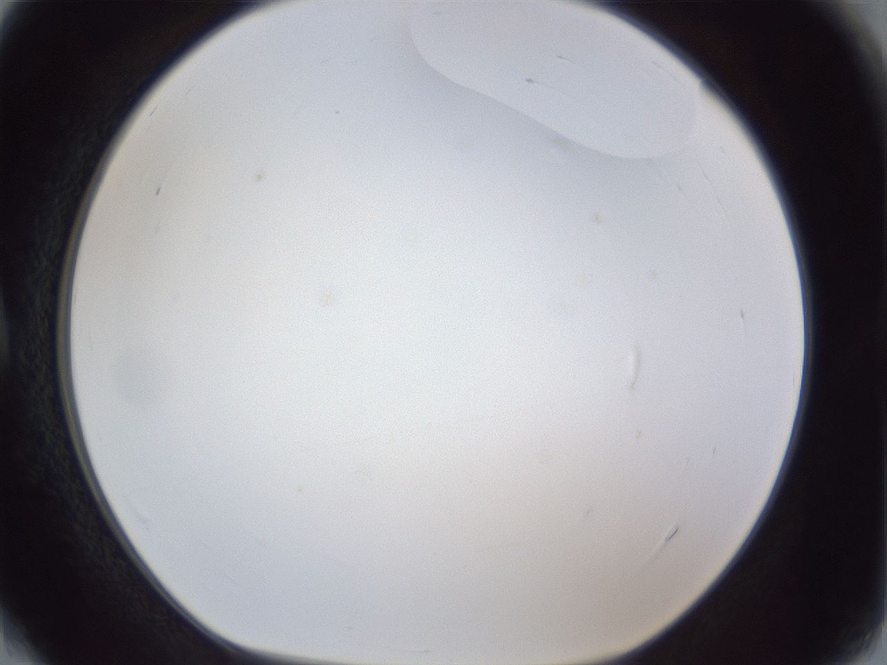 folderID166_plateID1166_batchID3122_wellNum4_profileID1_d1_r61285_ef.jpg