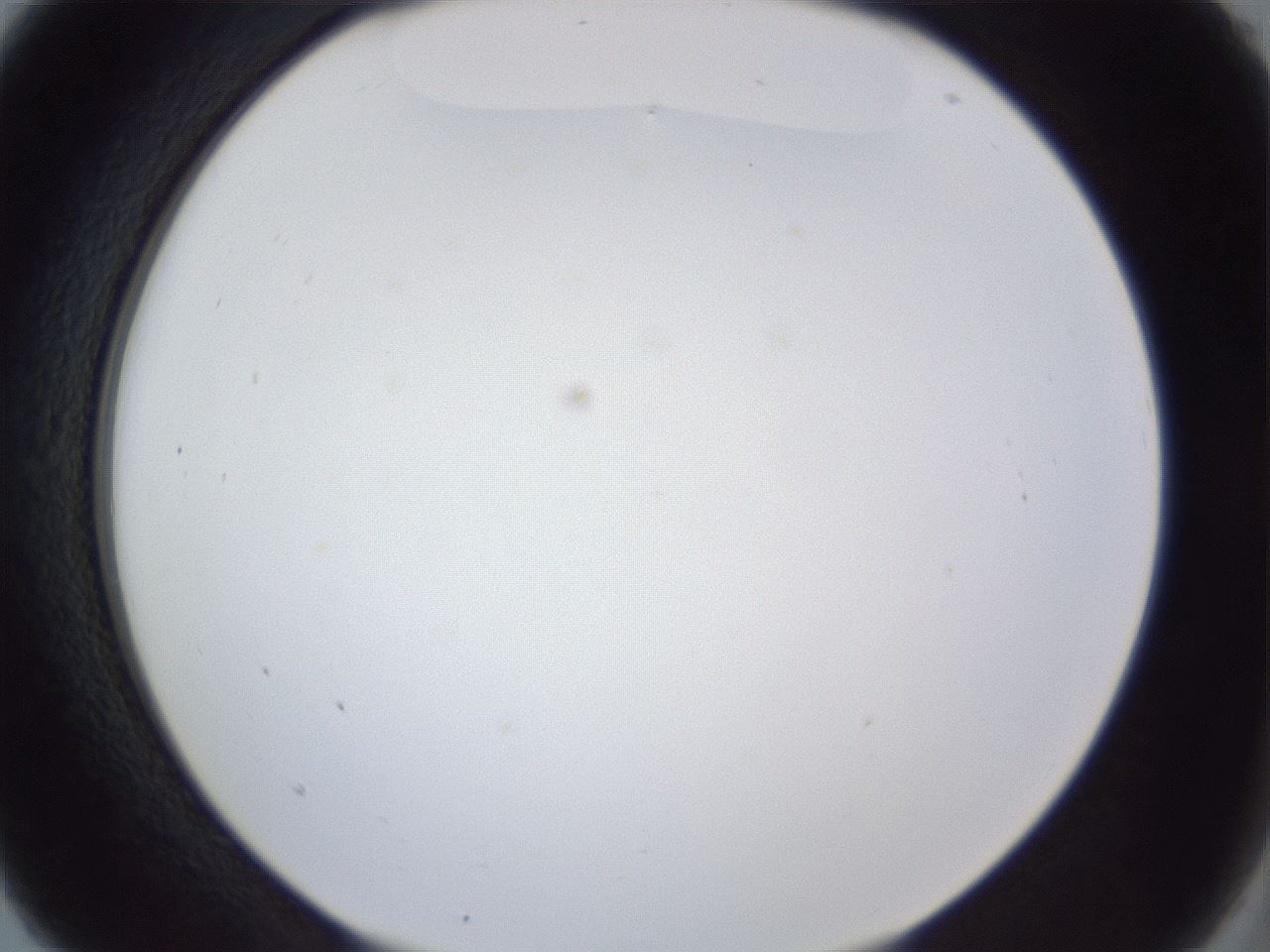 folderID166_plateID1166_batchID3122_wellNum5_profileID1_d2_r61288_ef.jpg