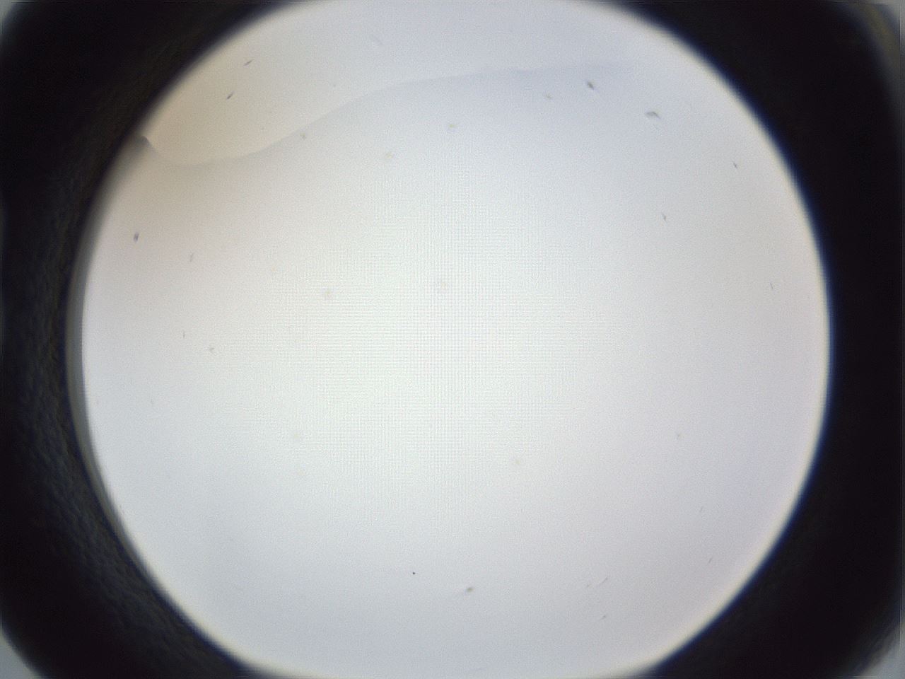 folderID167_plateID1167_batchID3070_wellNum17_profileID1_d1_r61503_ef.jpg