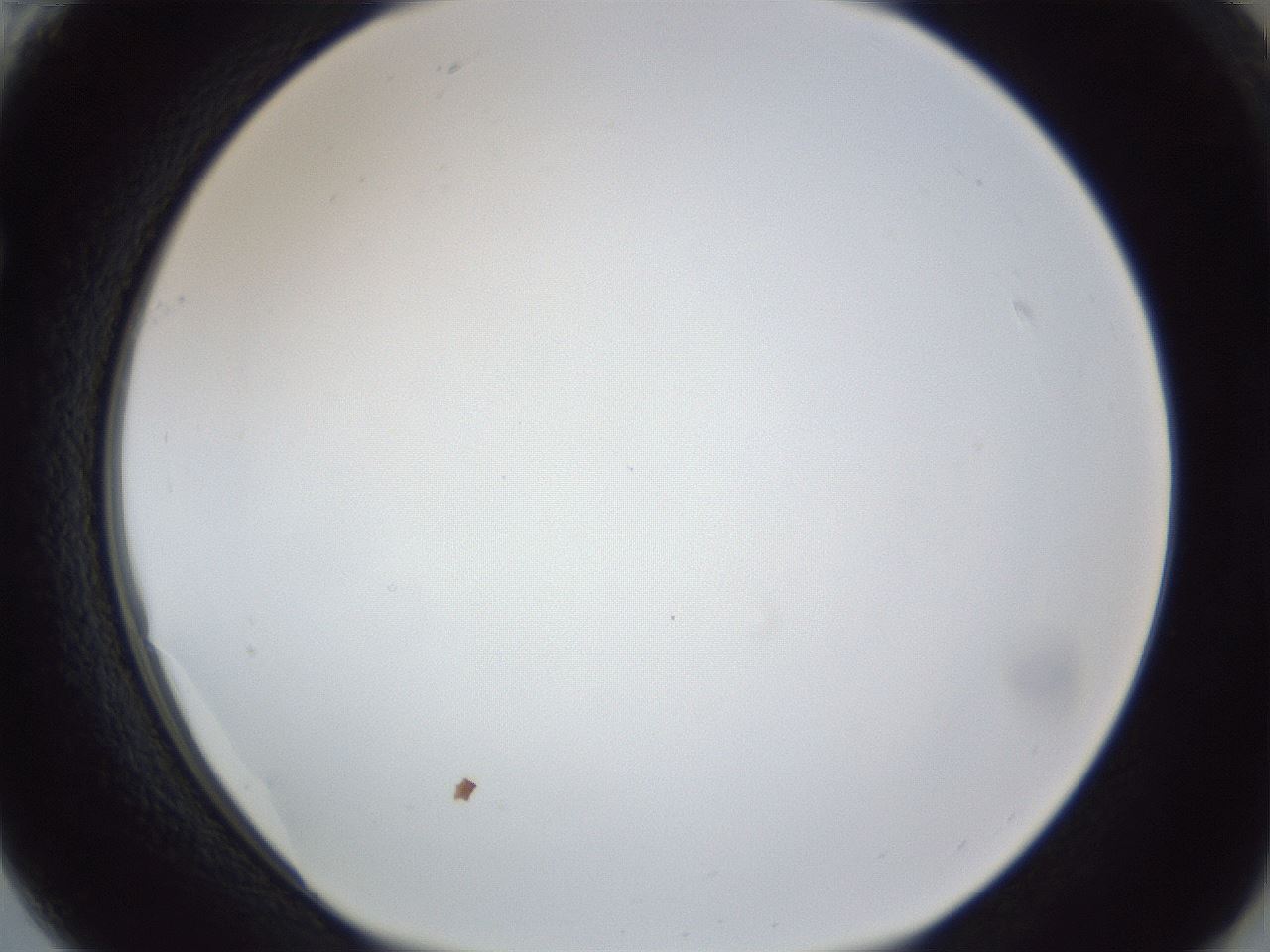folderID167_plateID1167_batchID3070_wellNum61_profileID1_d1_r61591_ef.jpg