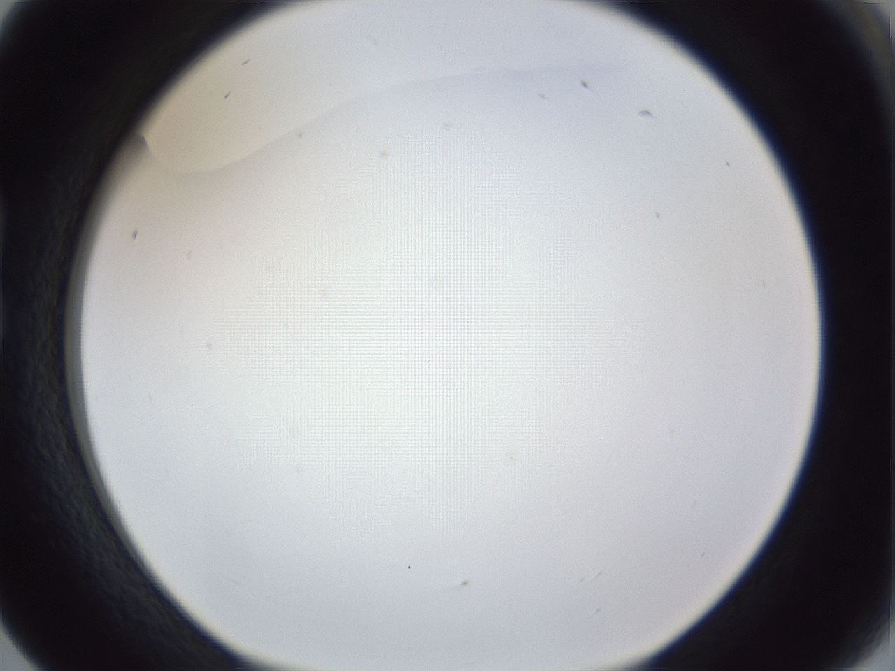 folderID167_plateID1167_batchID3123_wellNum17_profileID1_d1_r61503_ef.jpg