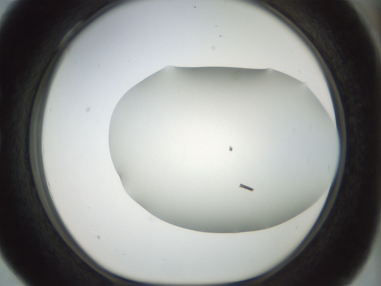 folderID168_plateID1168_batchID3177_wellNum28_profileID1_d1_r61690_ef.jpg