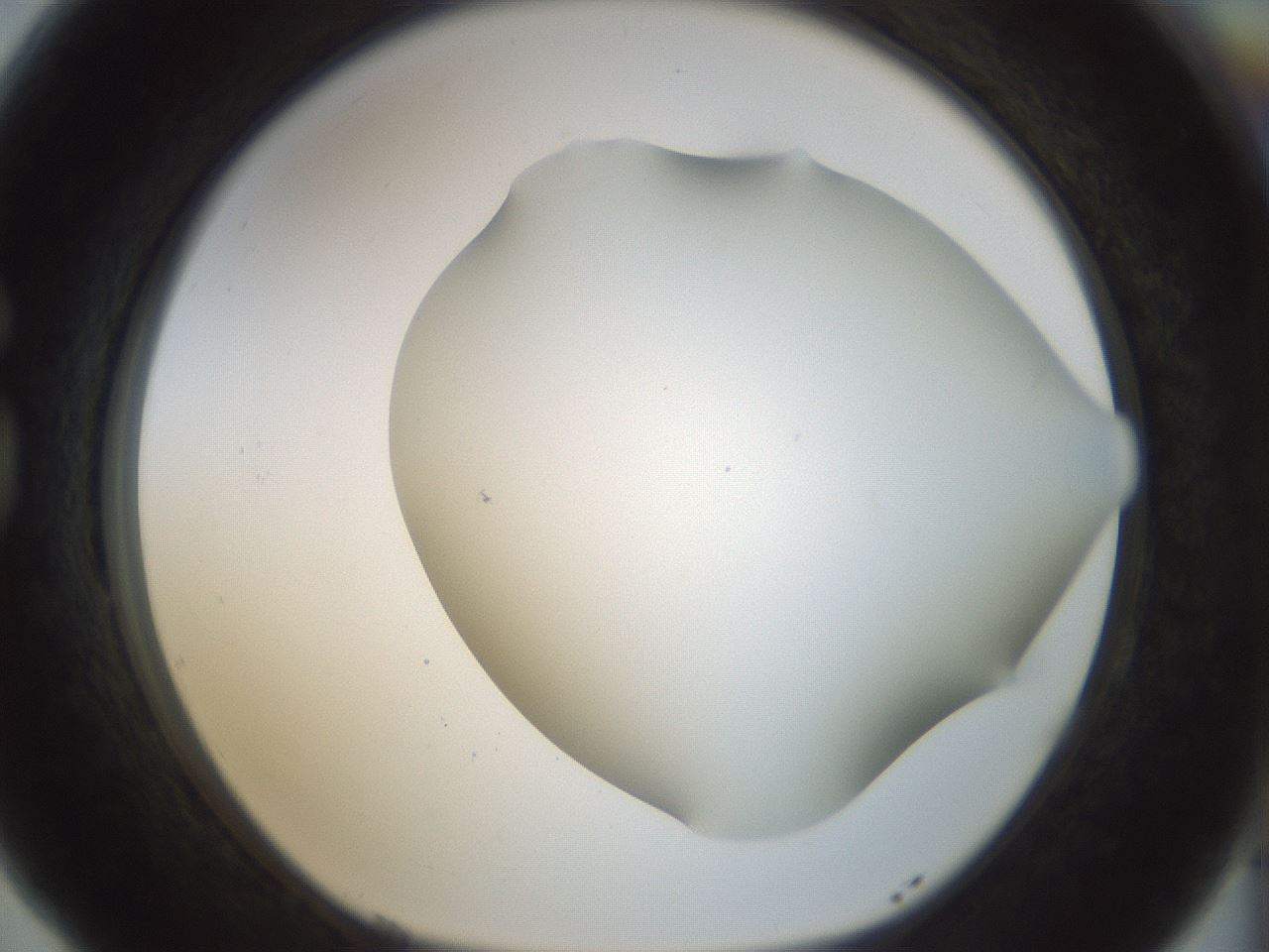 folderID168_plateID1168_batchID3177_wellNum77_profileID1_d1_r61739_ef.jpg