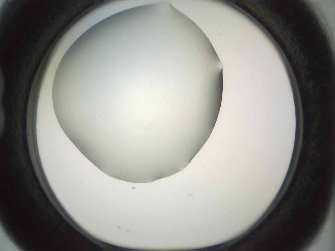 folderID168_plateID1168_batchID3177_wellNum15_profileID1_d1_r61677_ef.jpg