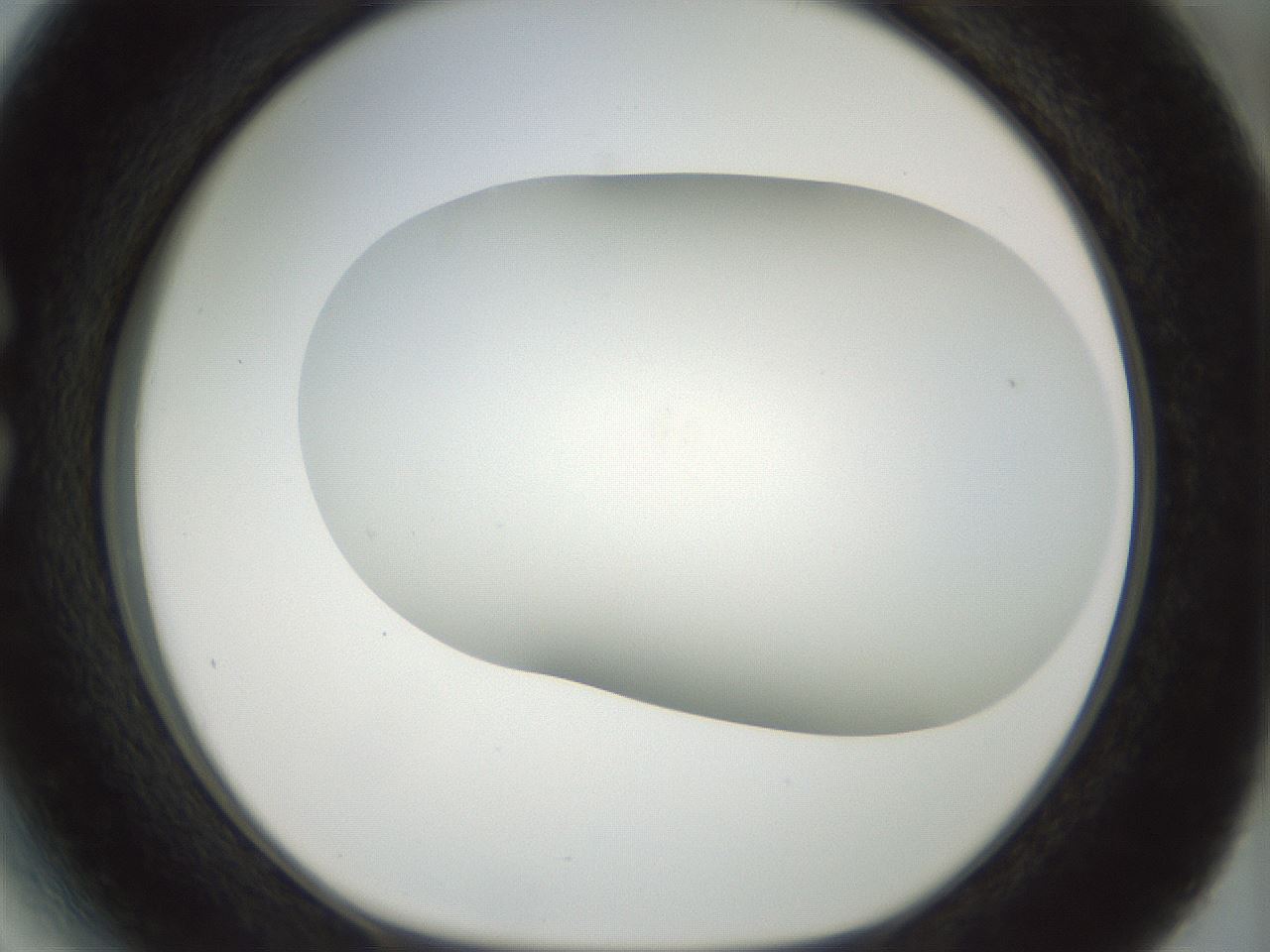 folderID168_plateID1168_batchID3177_wellNum27_profileID1_d1_r61689_ef.jpg
