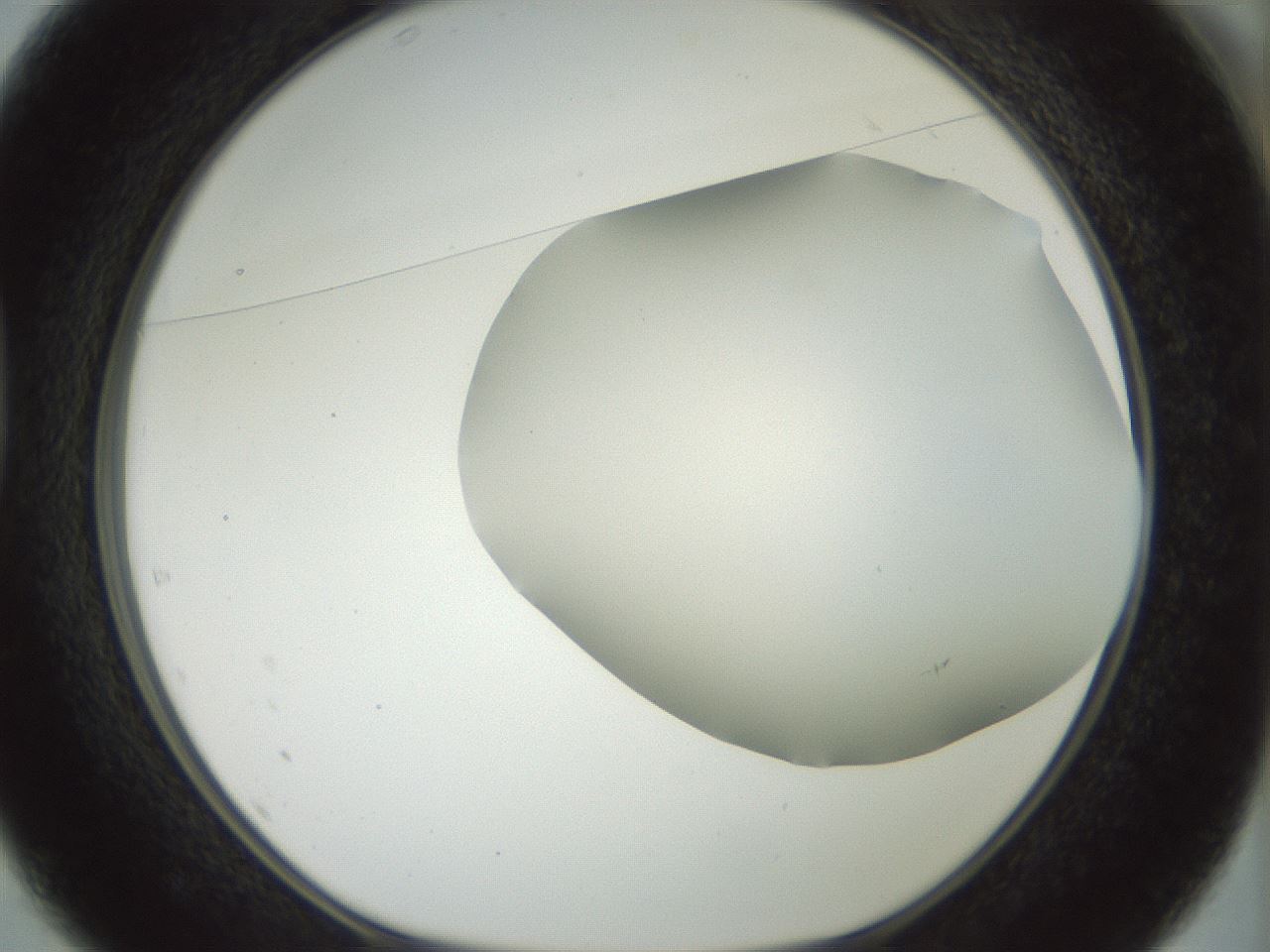 folderID168_plateID1168_batchID3177_wellNum37_profileID1_d1_r61699_ef.jpg