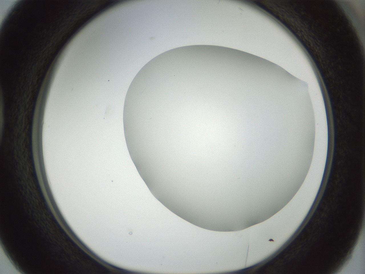 folderID168_plateID1168_batchID3177_wellNum38_profileID1_d1_r61700_ef.jpg