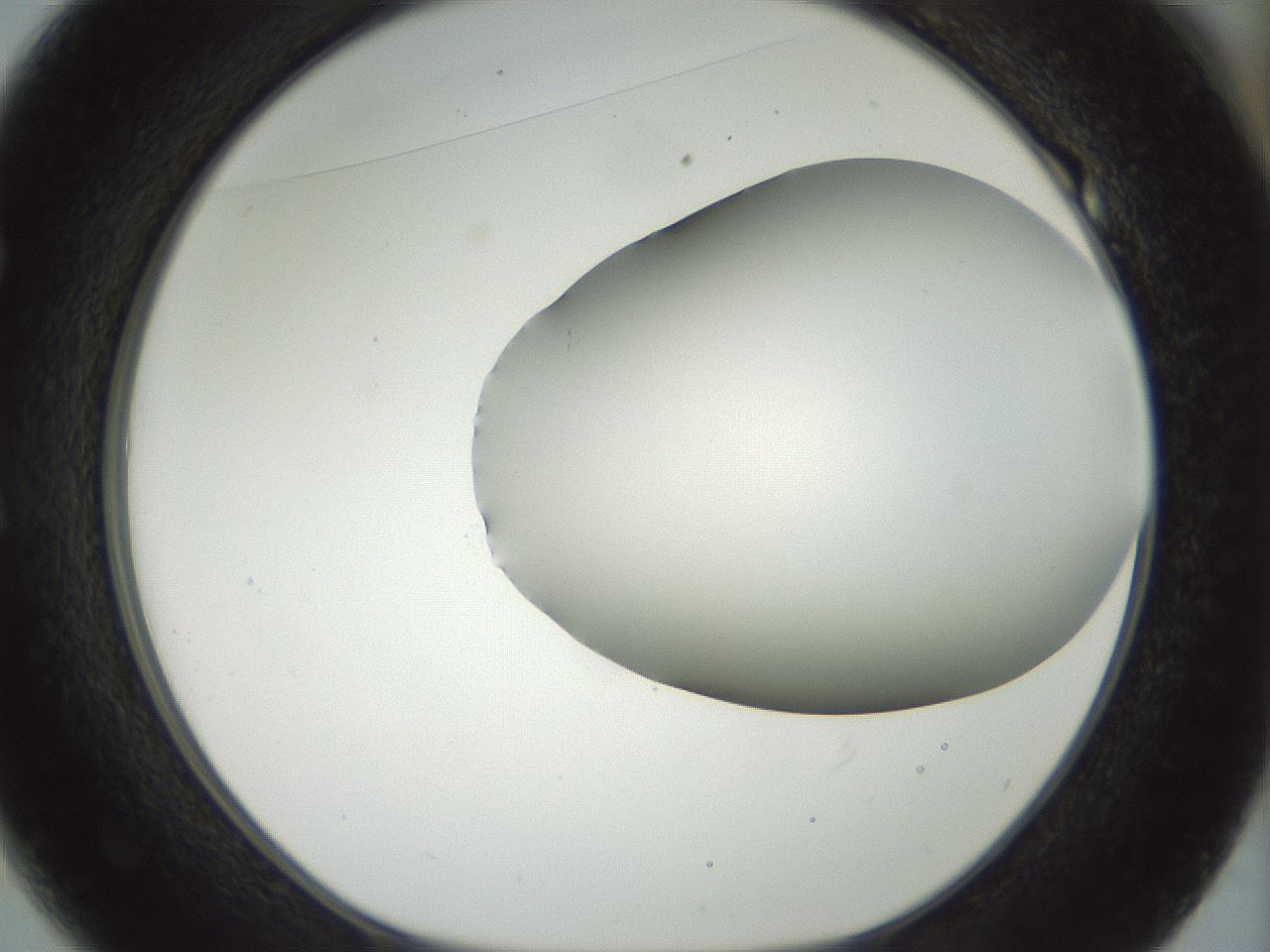 folderID168_plateID1168_batchID3177_wellNum49_profileID1_d1_r61711_ef.jpg