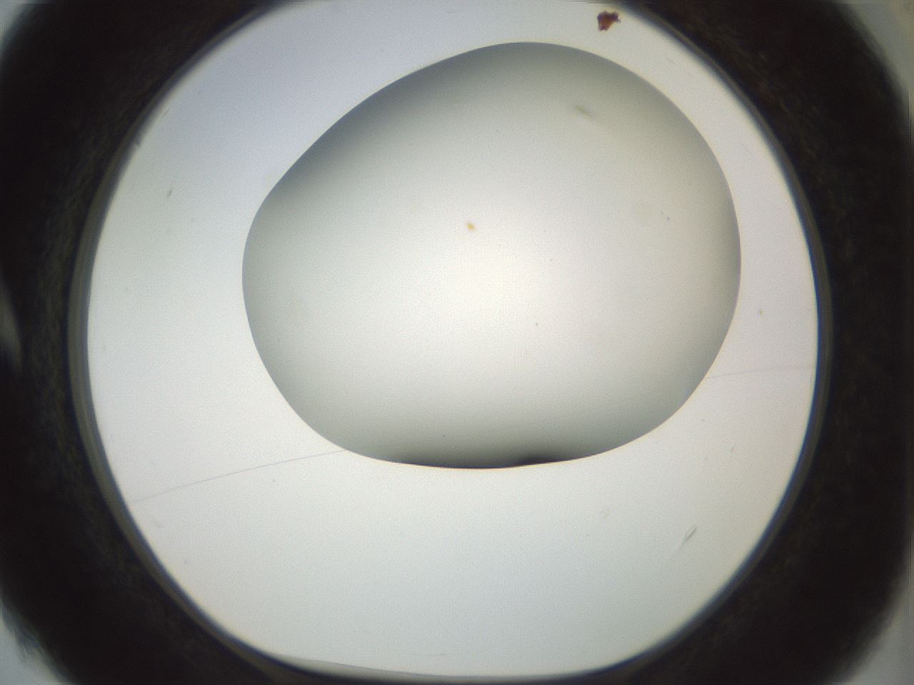 folderID168_plateID1168_batchID3177_wellNum4_profileID1_d1_r61666_ef.jpg