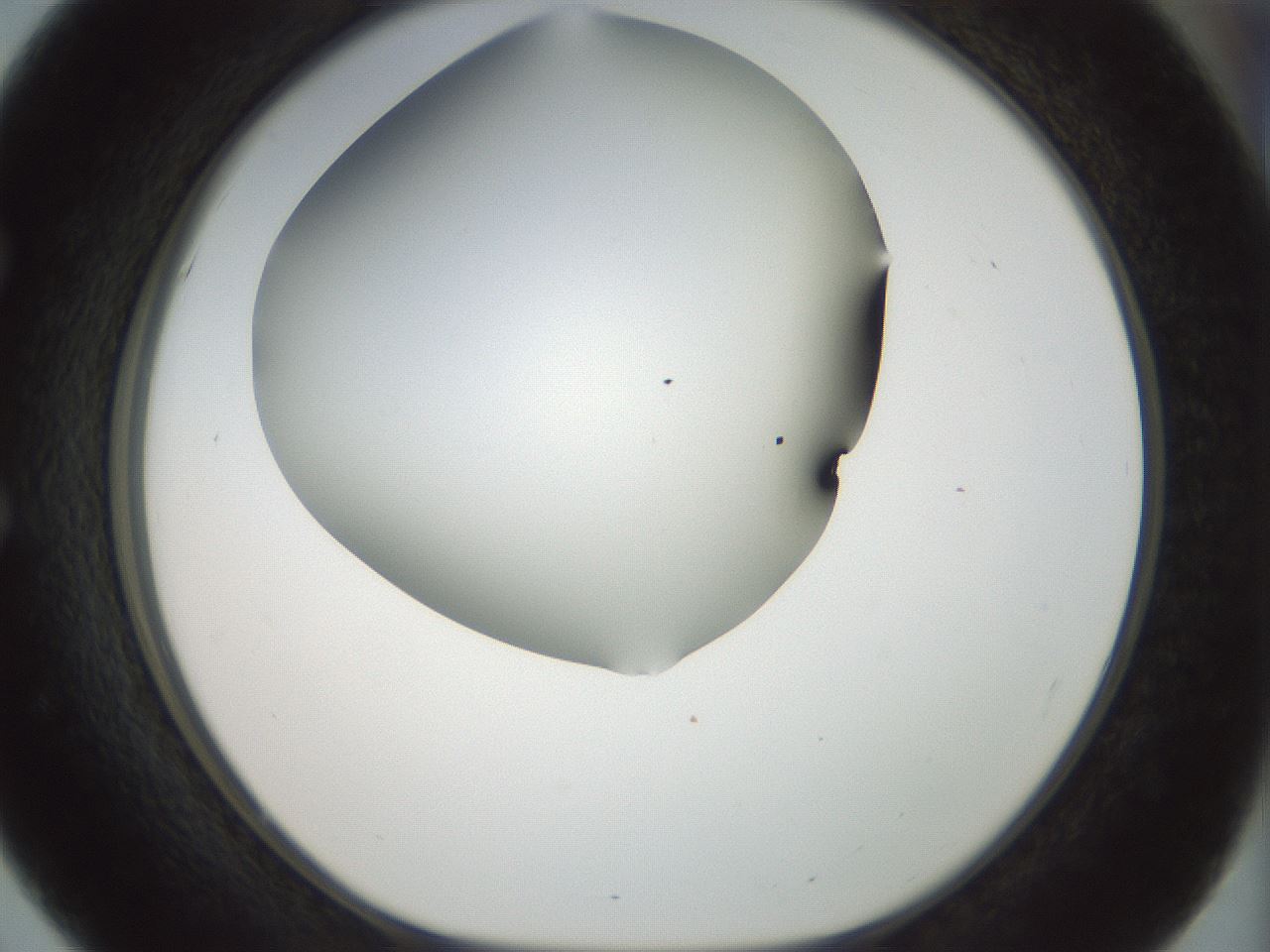 folderID168_plateID1168_batchID3177_wellNum51_profileID1_d1_r61713_ef.jpg