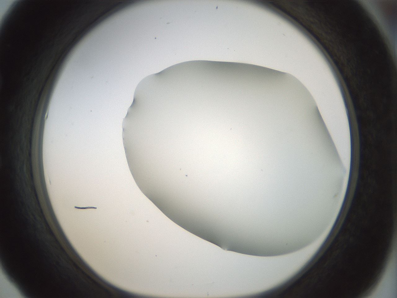 folderID168_plateID1168_batchID3177_wellNum53_profileID1_d1_r61715_ef.jpg