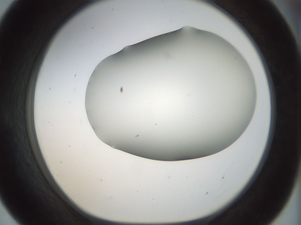 folderID168_plateID1168_batchID3177_wellNum55_profileID1_d1_r61717_ef.jpg