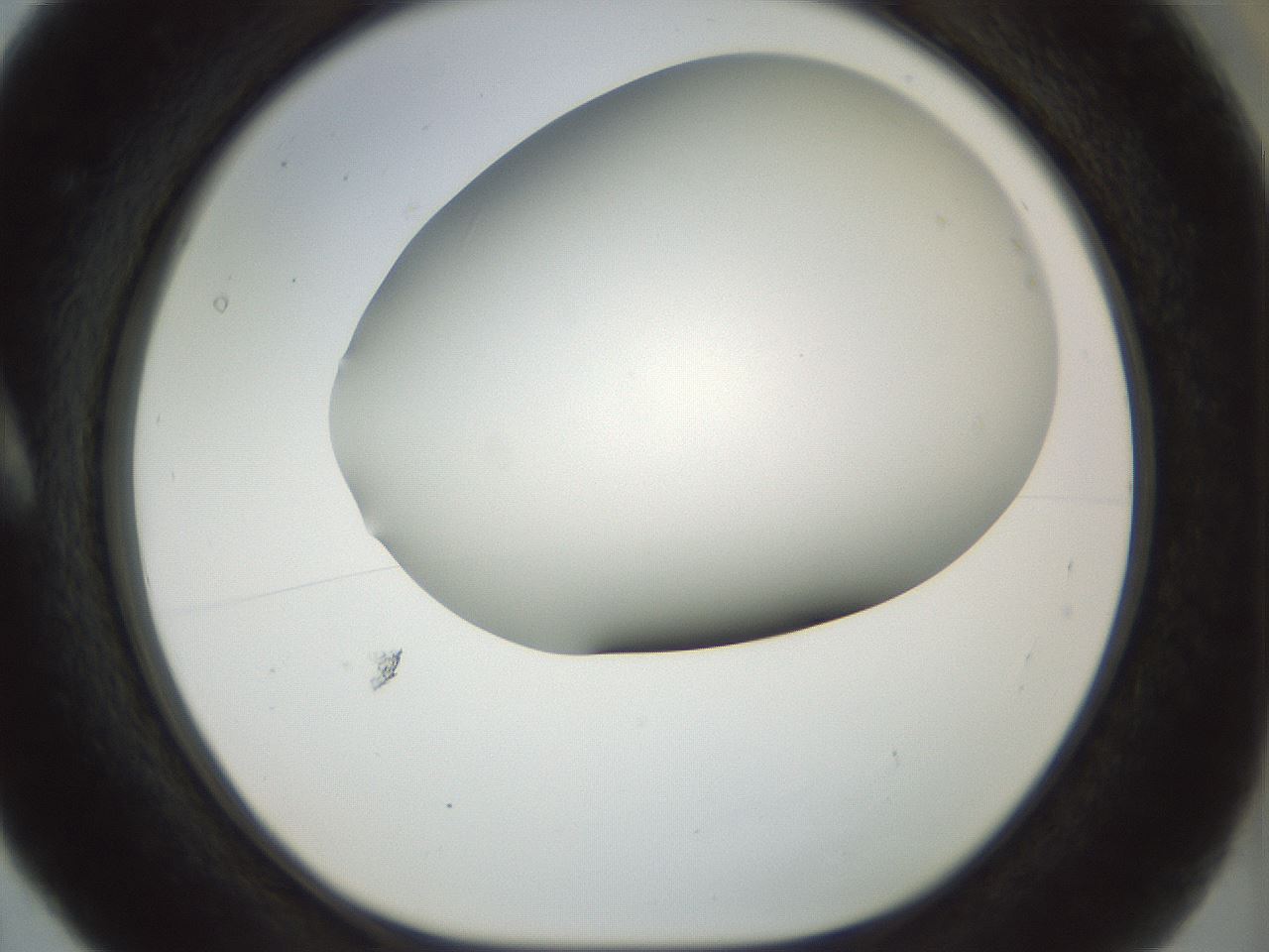 folderID168_plateID1168_batchID3177_wellNum5_profileID1_d1_r61667_ef.jpg