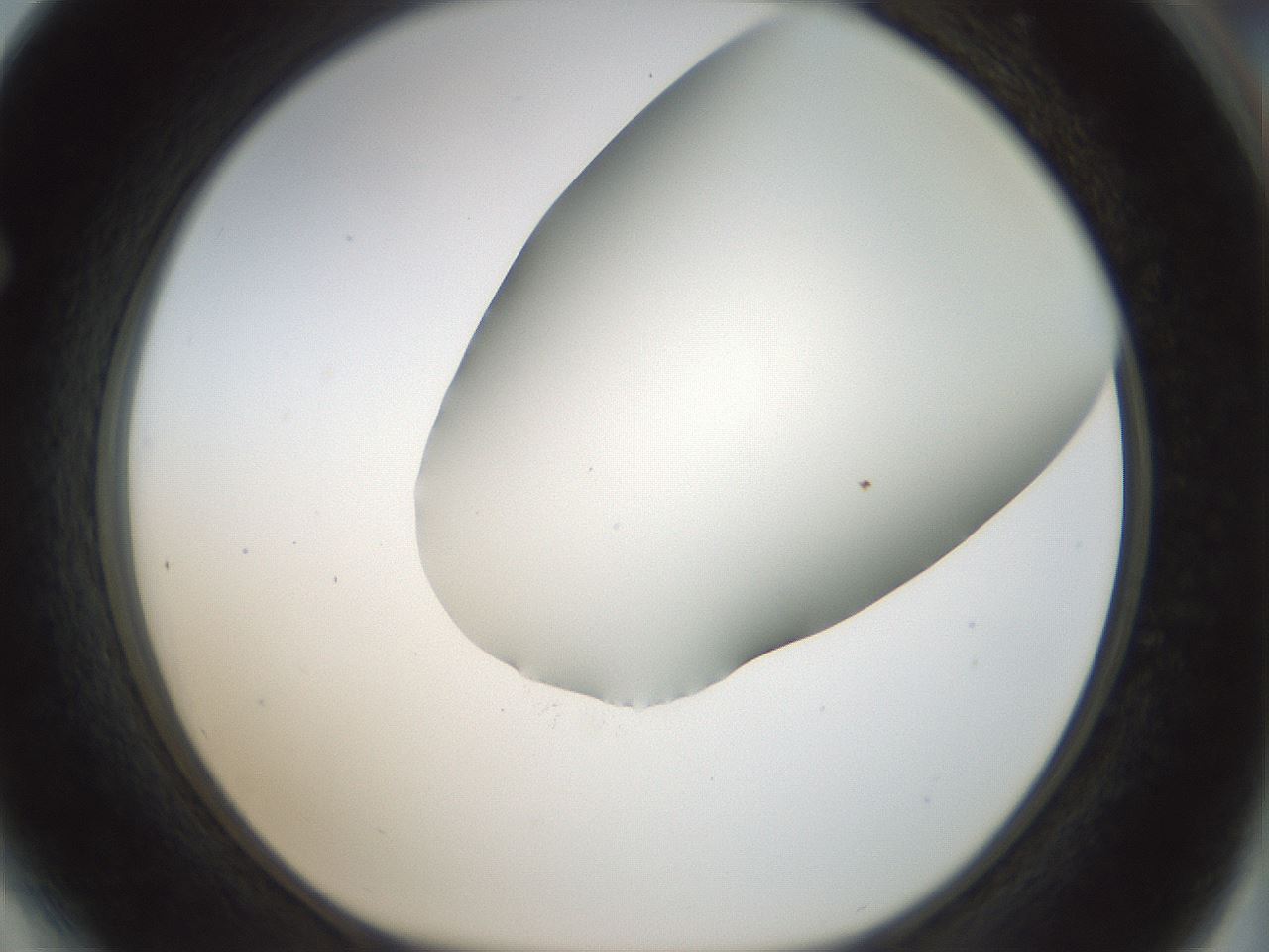 folderID168_plateID1168_batchID3177_wellNum64_profileID1_d1_r61726_ef.jpg