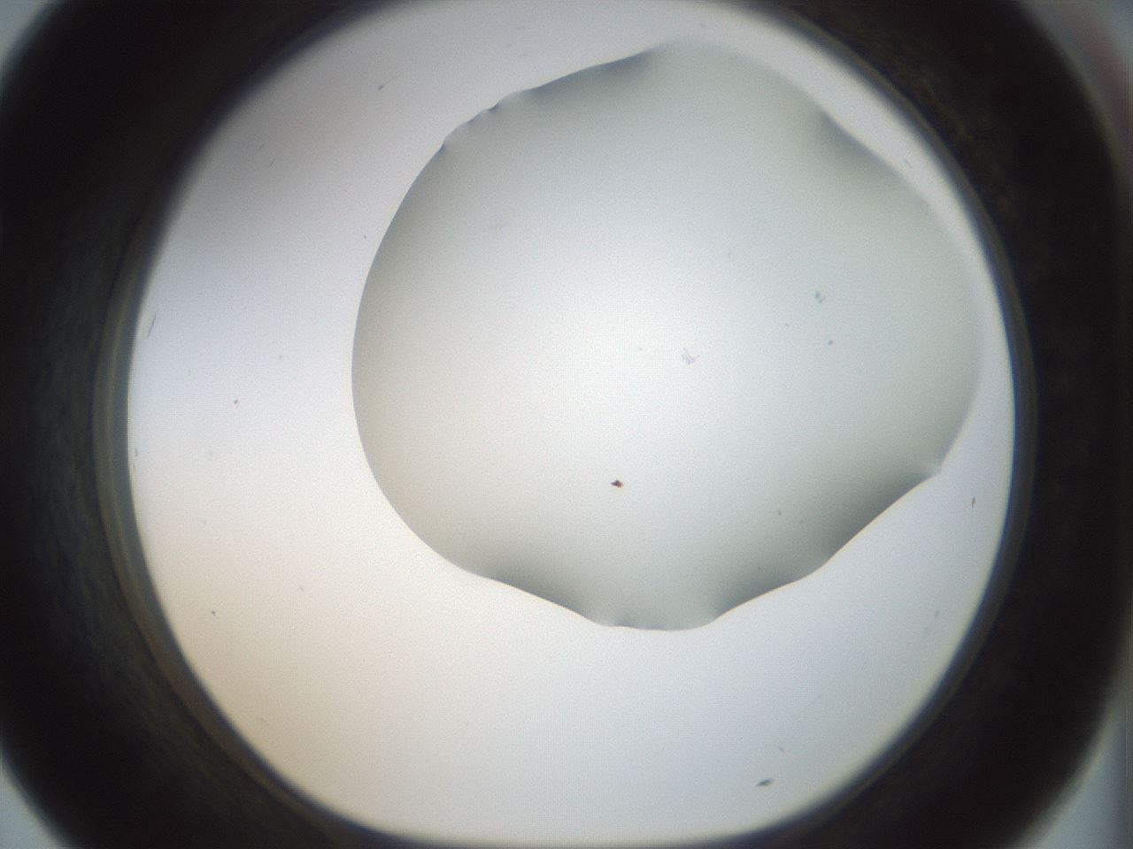 folderID168_plateID1168_batchID3177_wellNum67_profileID1_d1_r61729_ef.jpg