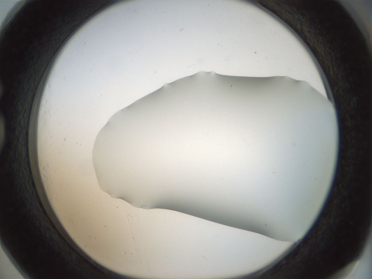 folderID168_plateID1168_batchID3177_wellNum73_profileID1_d1_r61735_ef.jpg