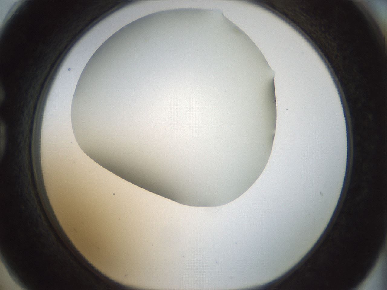 folderID168_plateID1168_batchID3177_wellNum74_profileID1_d1_r61736_ef.jpg