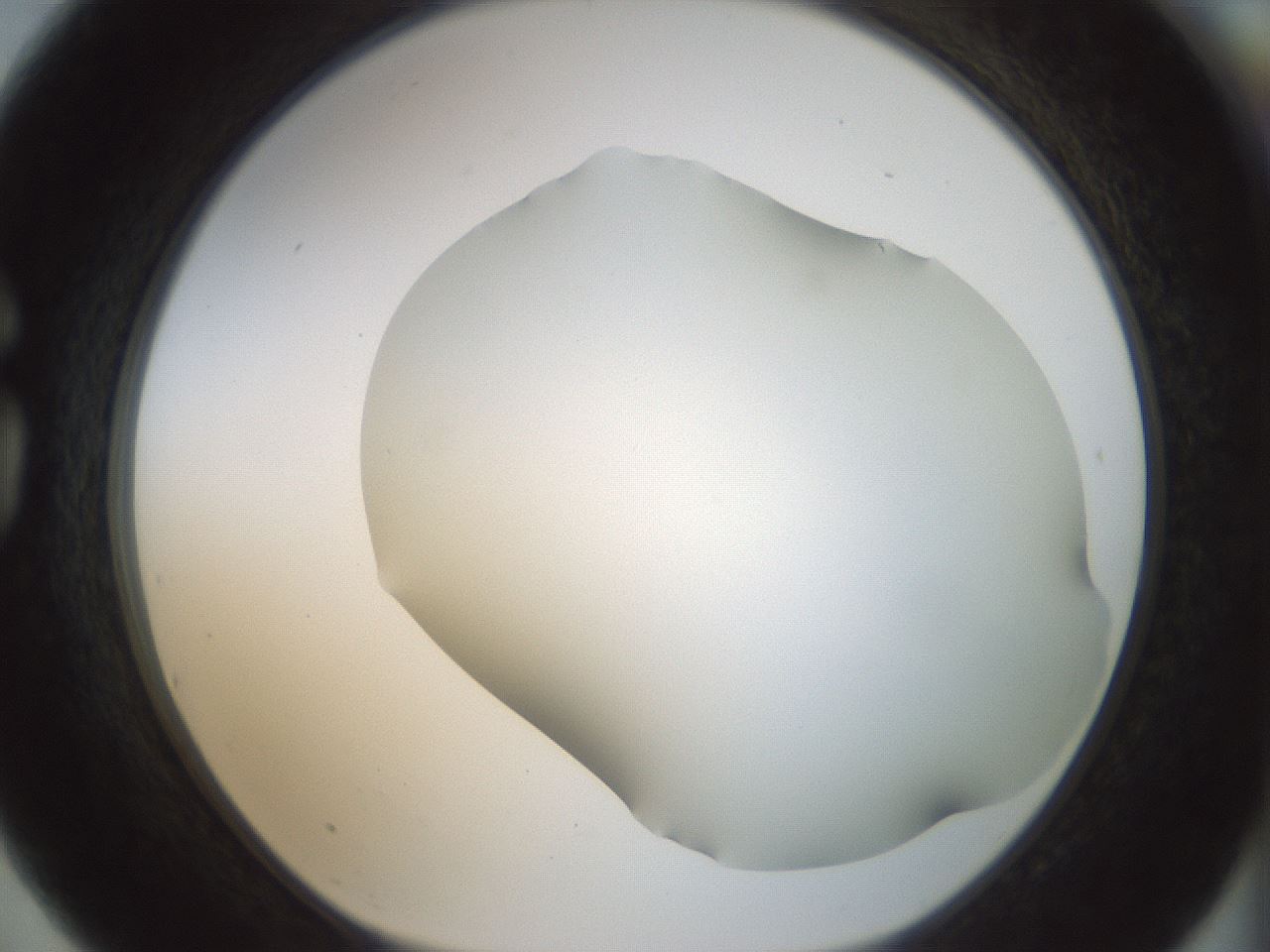 folderID168_plateID1168_batchID3177_wellNum75_profileID1_d1_r61737_ef.jpg