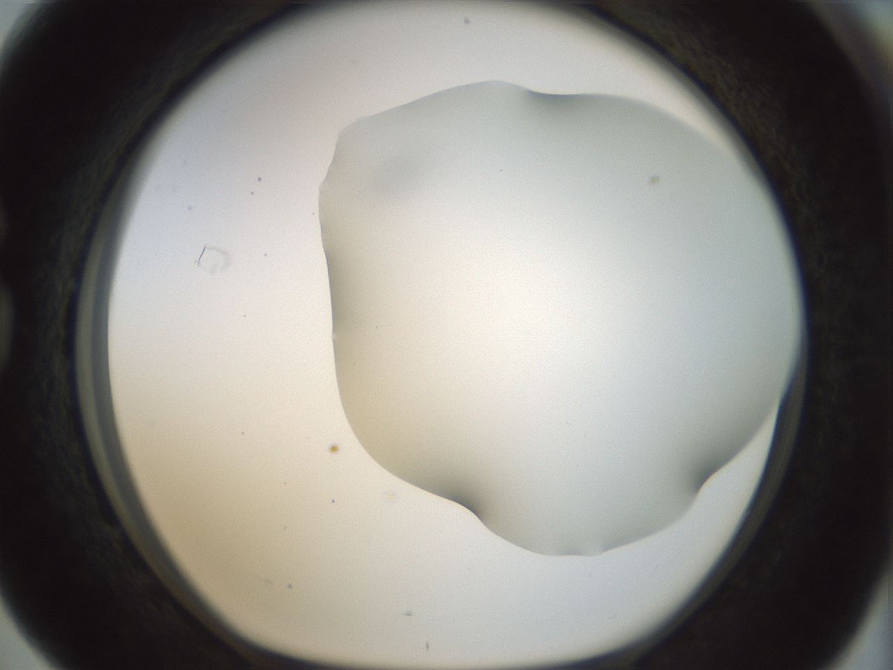 folderID168_plateID1168_batchID3177_wellNum76_profileID1_d1_r61738_ef.jpg