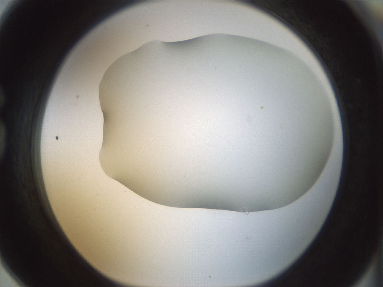 folderID168_plateID1168_batchID3177_wellNum78_profileID1_d1_r61740_ef.jpg