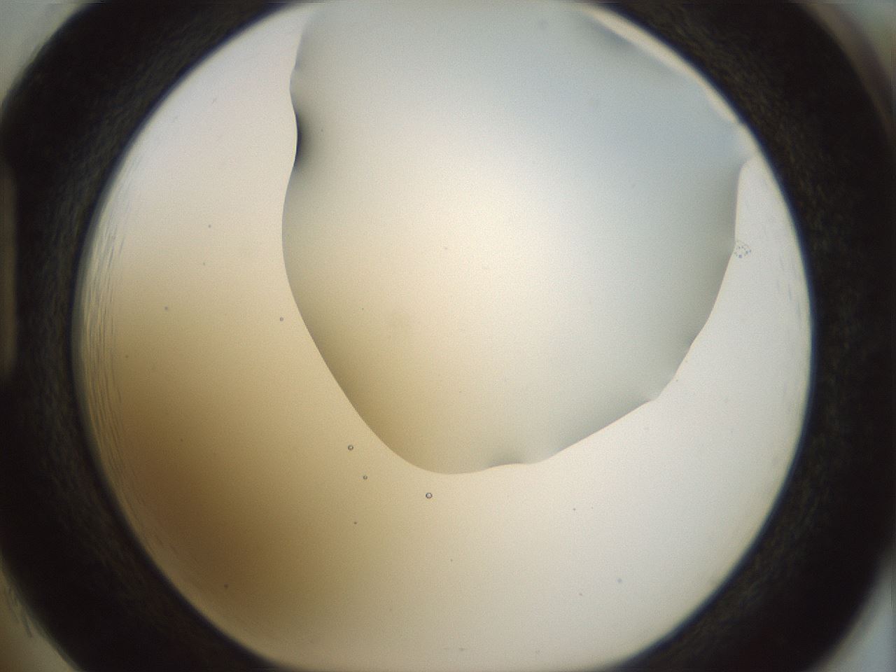 folderID168_plateID1168_batchID3177_wellNum85_profileID1_d1_r61747_ef.jpg
