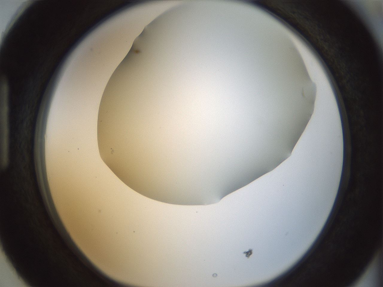 folderID168_plateID1168_batchID3177_wellNum87_profileID1_d1_r61749_ef.jpg