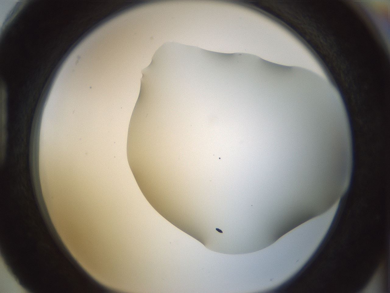folderID168_plateID1168_batchID3177_wellNum88_profileID1_d1_r61750_ef.jpg