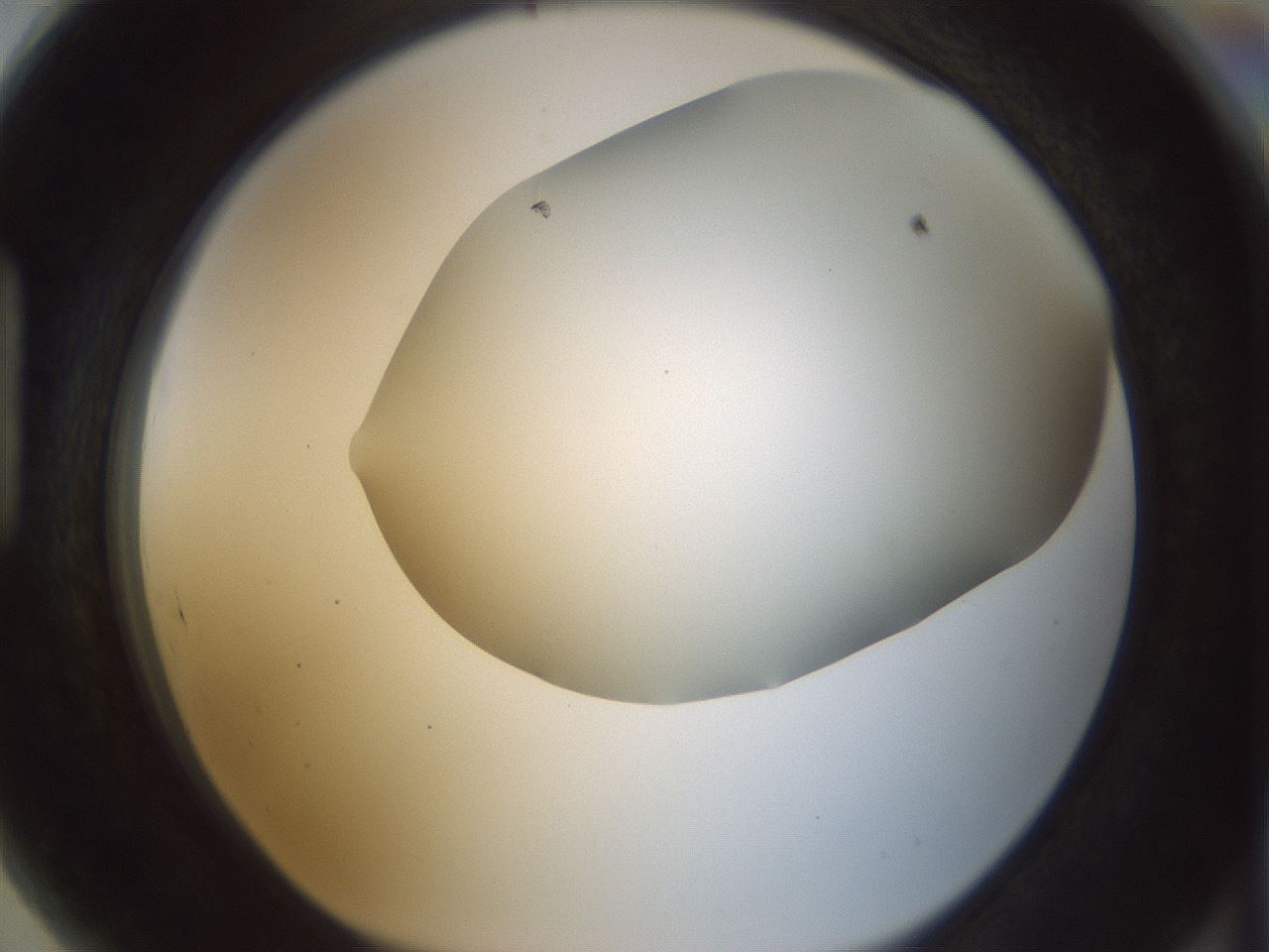 folderID168_plateID1168_batchID3177_wellNum89_profileID1_d1_r61751_ef.jpg