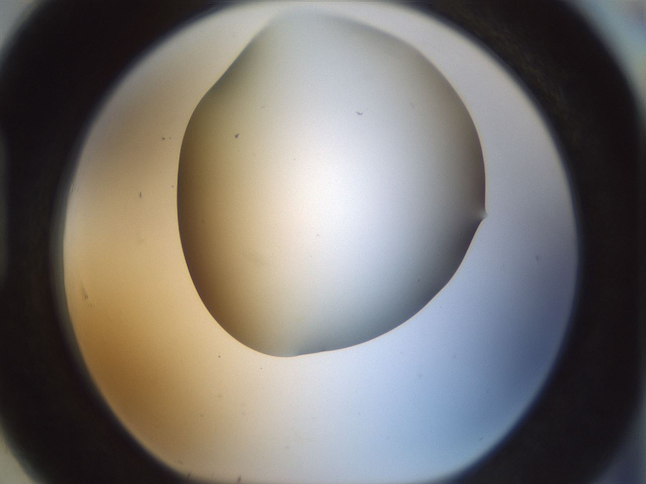 folderID168_plateID1168_batchID3177_wellNum91_profileID1_d1_r61753_ef.jpg