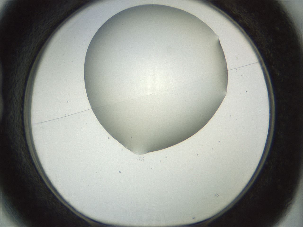 folderID169_plateID1169_batchID3178_wellNum13_profileID1_d1_r61771_ef.jpg