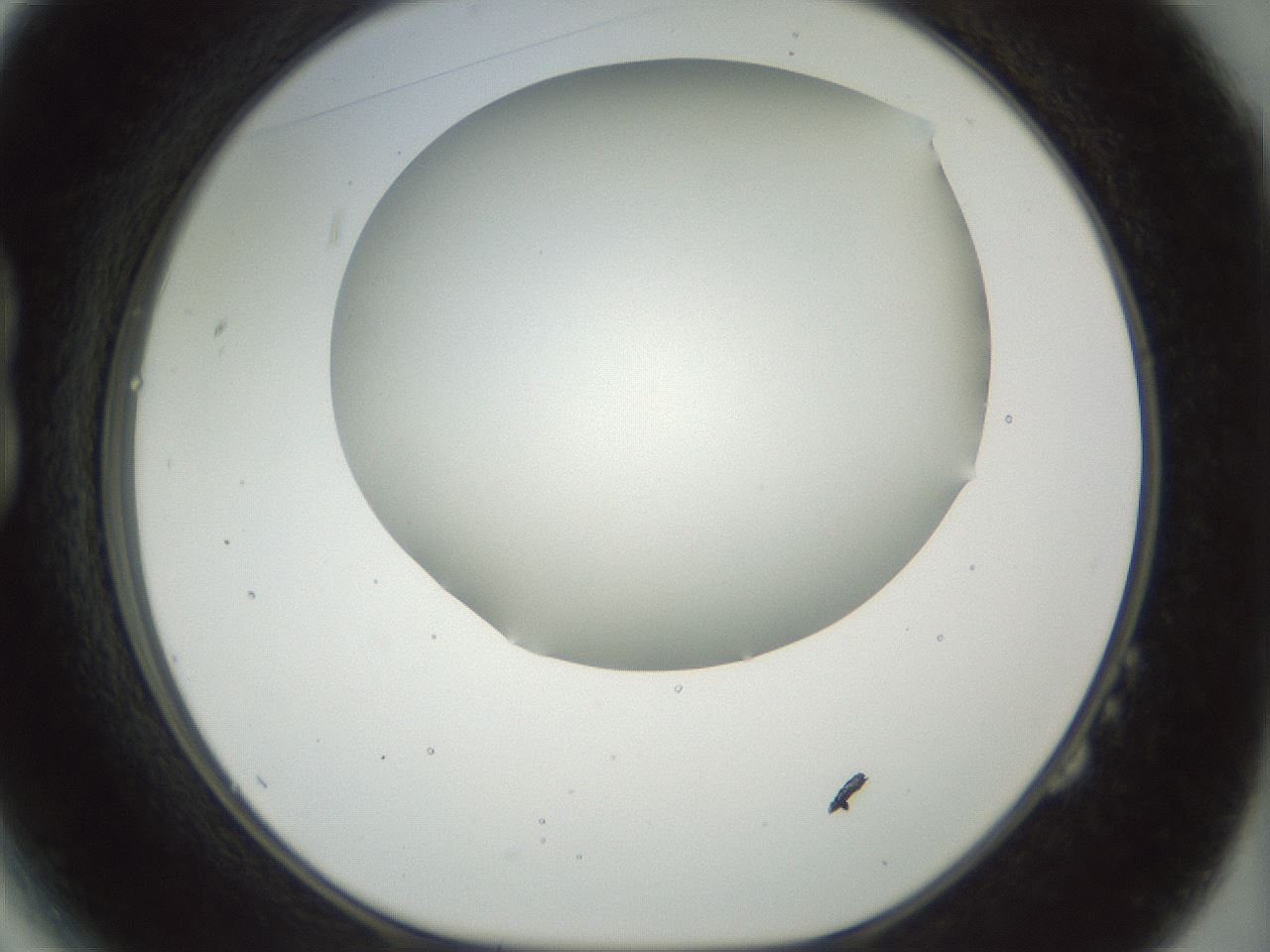 folderID169_plateID1169_batchID3178_wellNum14_profileID1_d1_r61772_ef.jpg