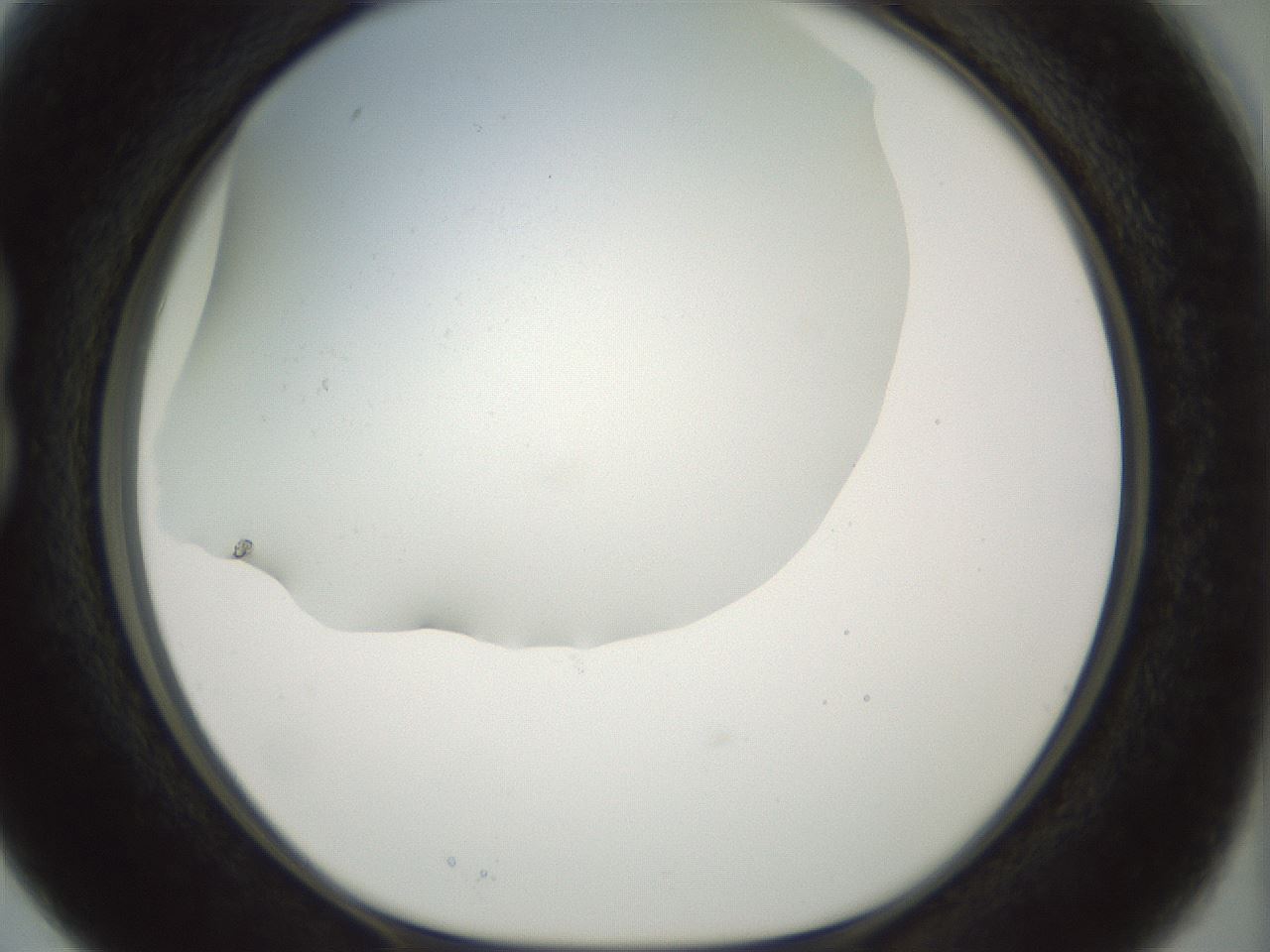 folderID169_plateID1169_batchID3178_wellNum15_profileID1_d1_r61773_ef.jpg
