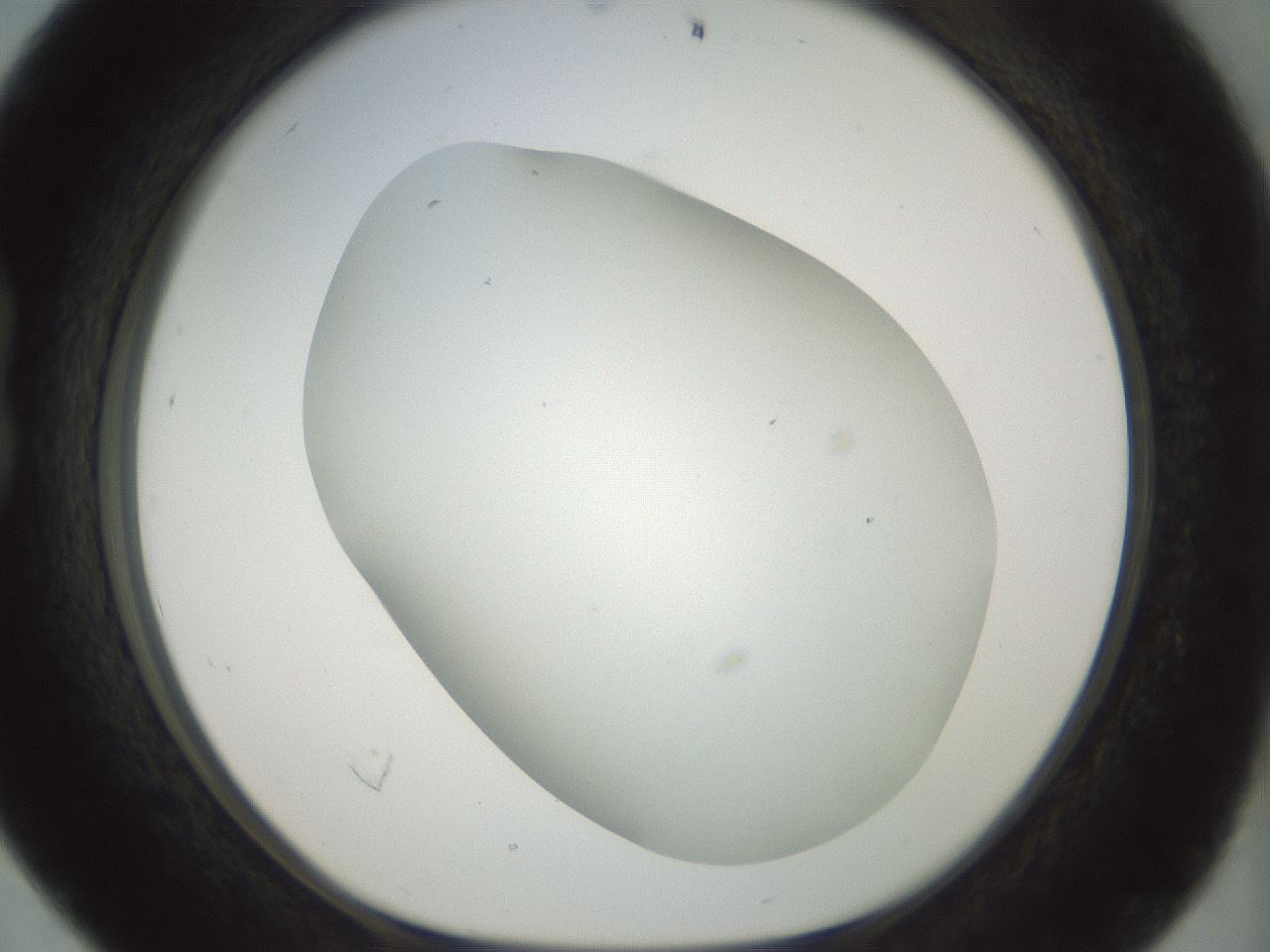 folderID169_plateID1169_batchID3178_wellNum16_profileID1_d1_r61774_ef.jpg