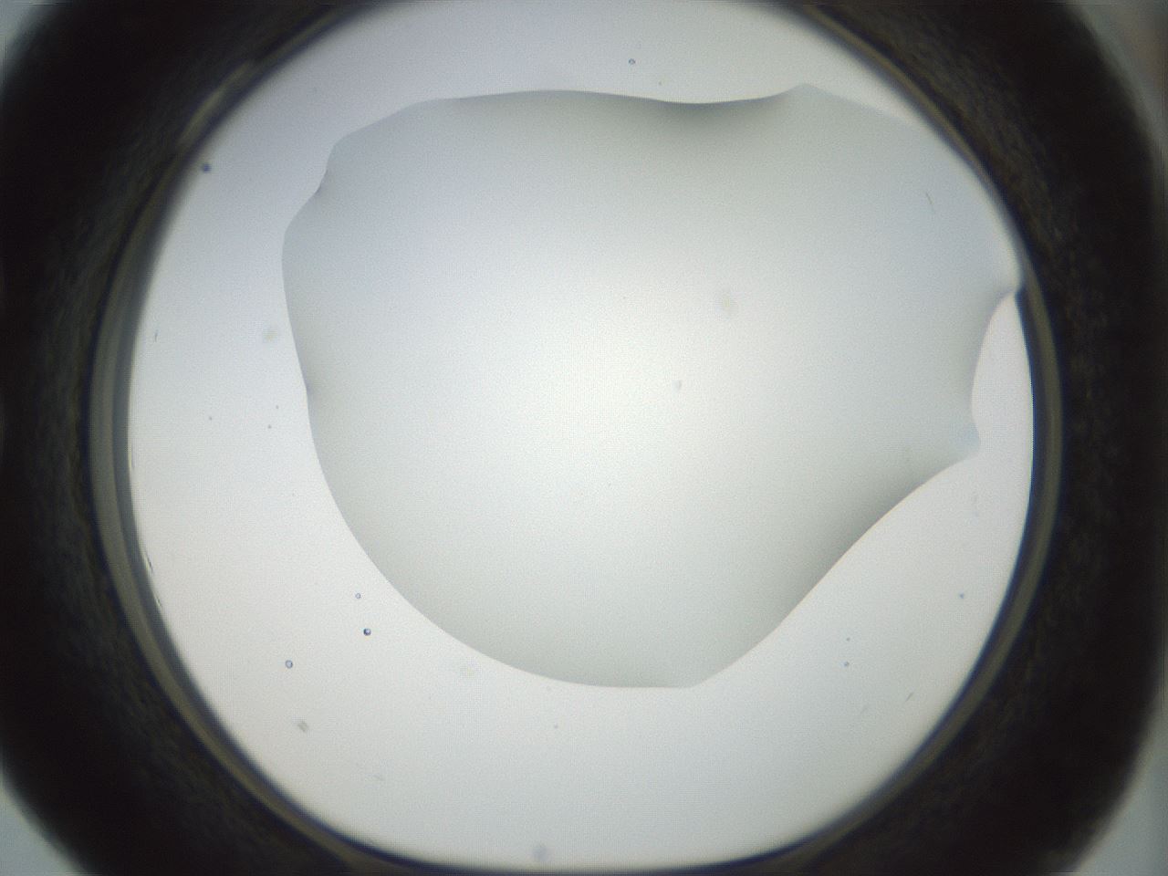 folderID169_plateID1169_batchID3178_wellNum28_profileID1_d1_r61786_ef.jpg