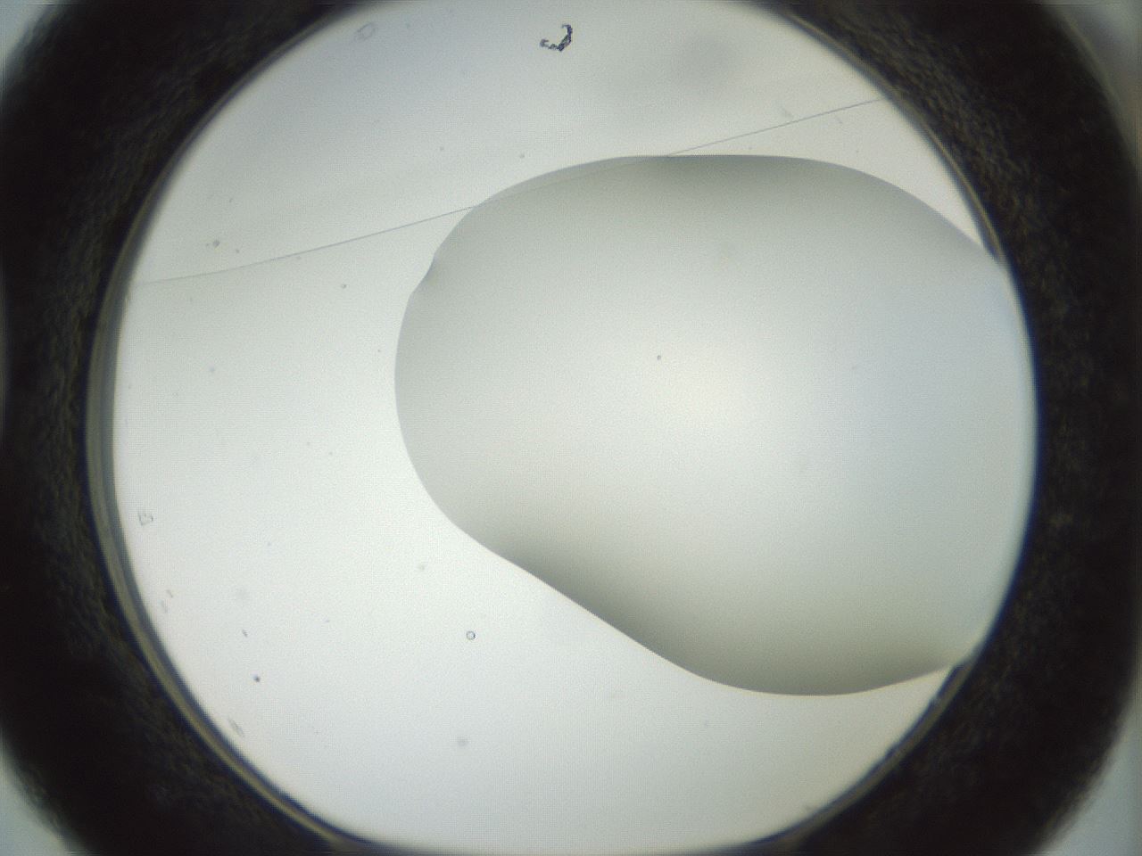folderID169_plateID1169_batchID3178_wellNum37_profileID1_d1_r61795_ef.jpg