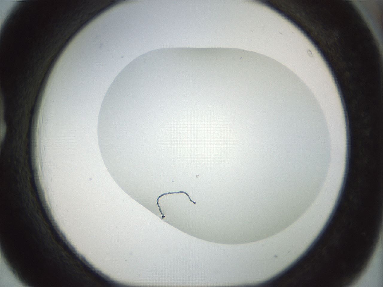 folderID169_plateID1169_batchID3178_wellNum39_profileID1_d1_r61797_ef.jpg
