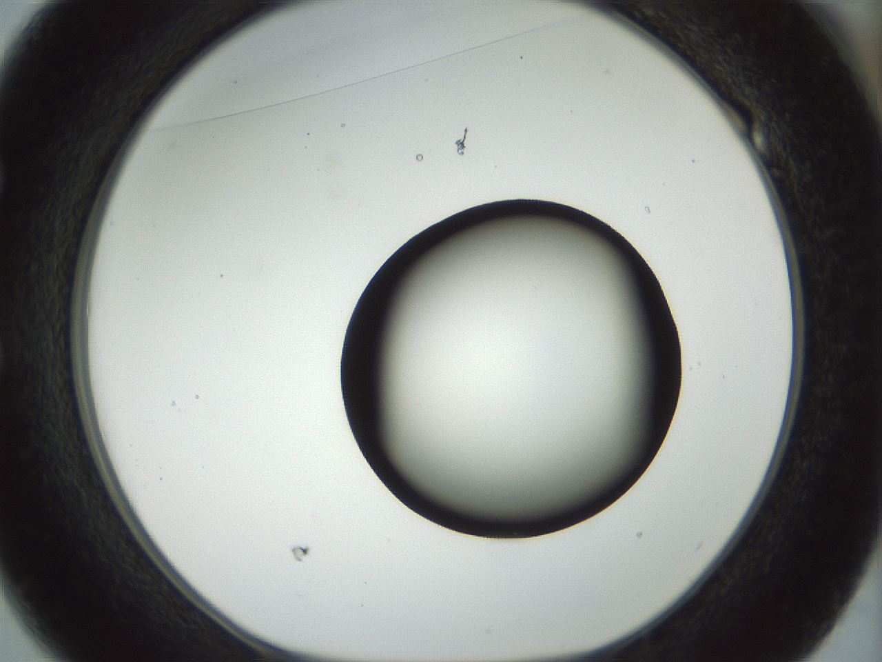 folderID169_plateID1169_batchID3178_wellNum49_profileID1_d1_r61807_ef.jpg