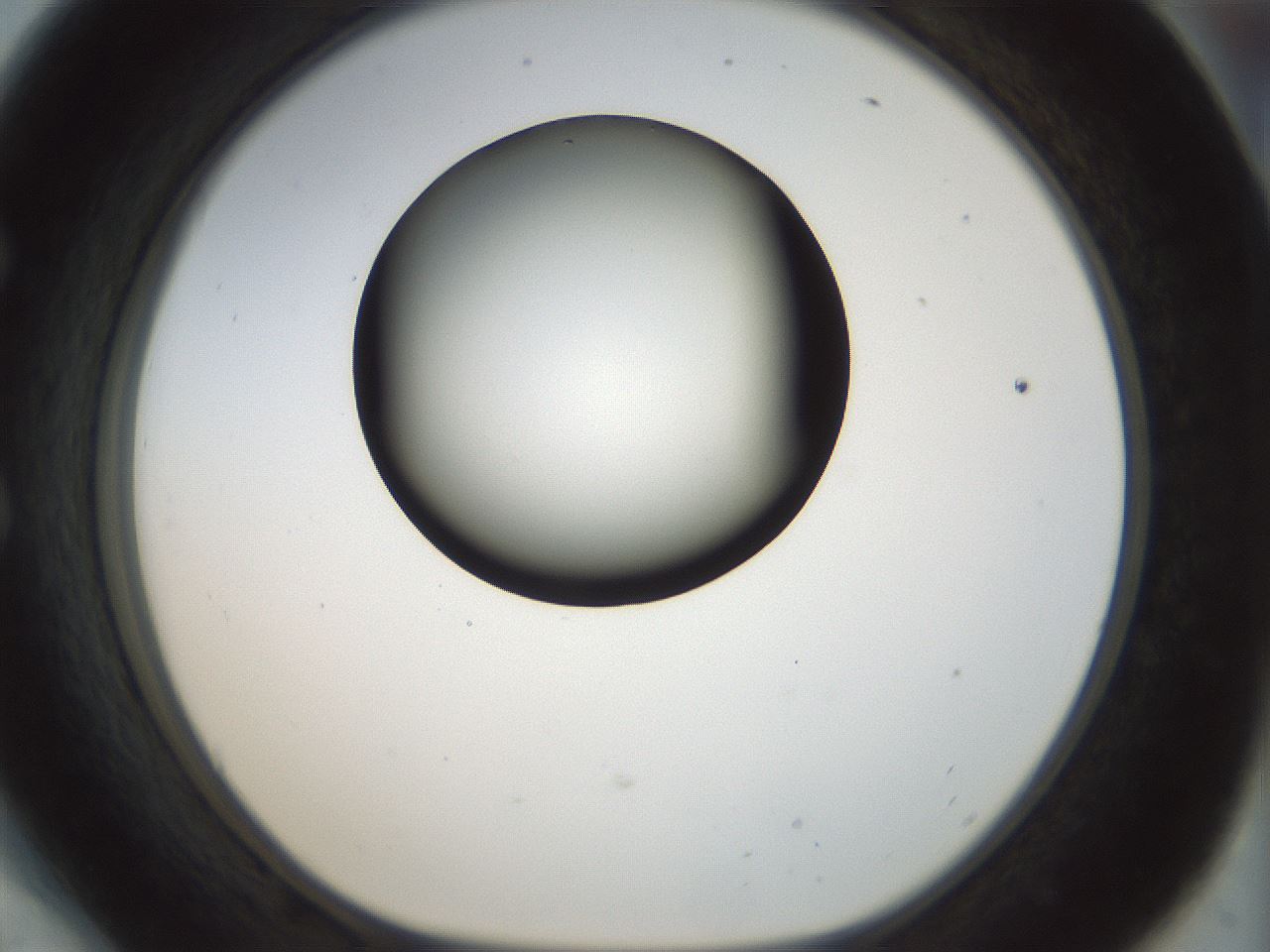 folderID169_plateID1169_batchID3178_wellNum54_profileID1_d1_r61812_ef.jpg