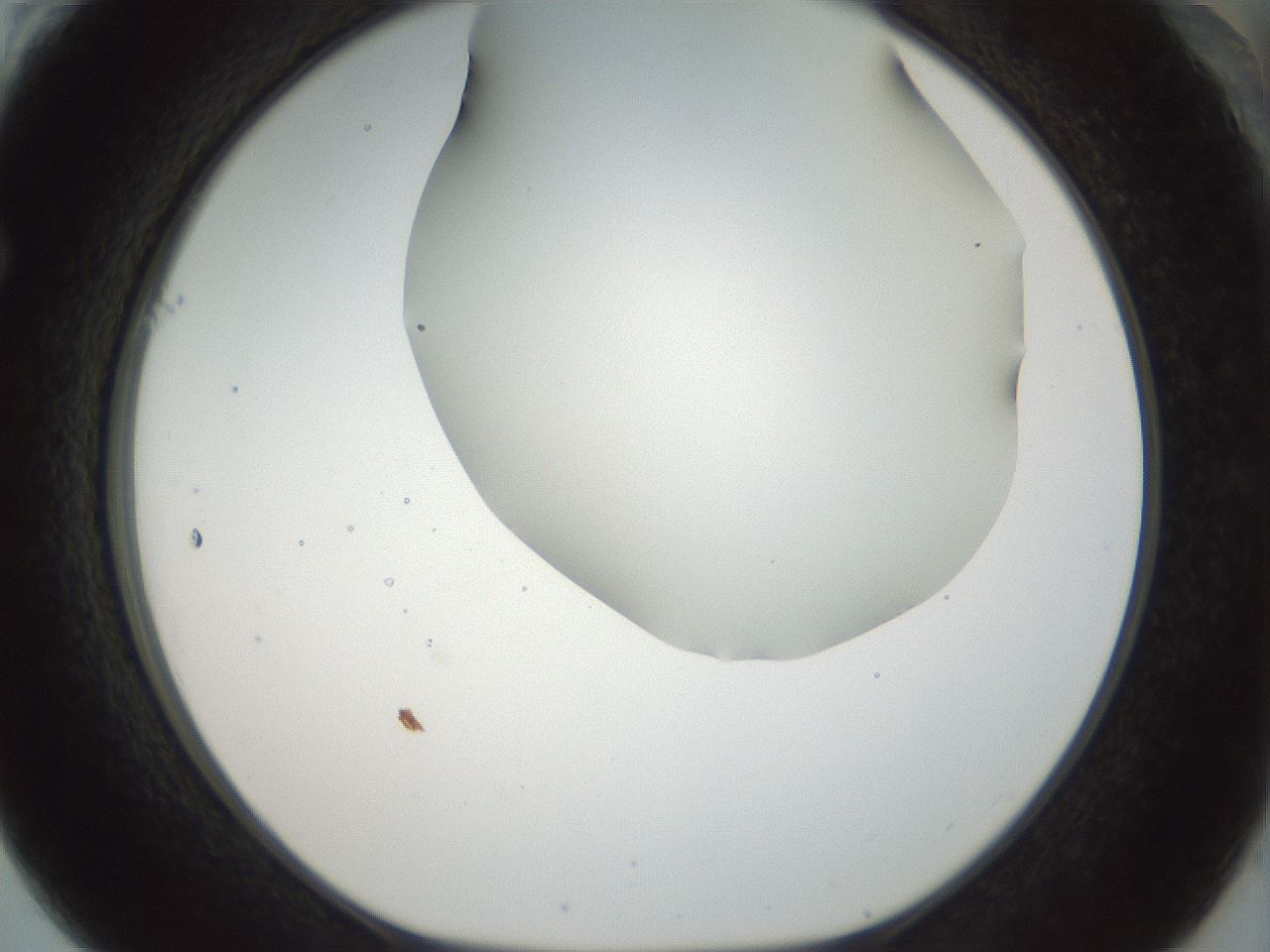 folderID169_plateID1169_batchID3178_wellNum61_profileID1_d1_r61819_ef.jpg