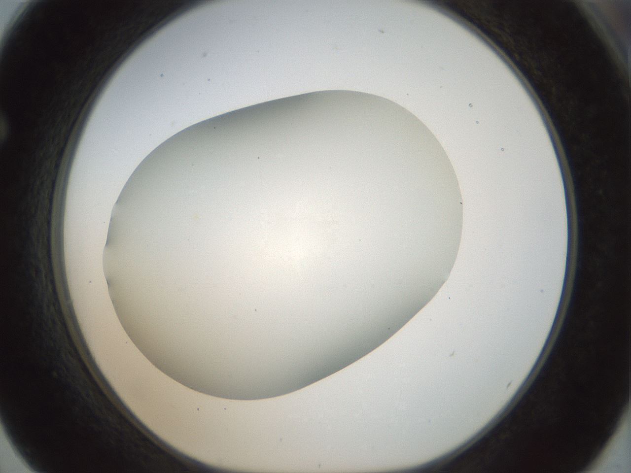 folderID169_plateID1169_batchID3178_wellNum62_profileID1_d1_r61820_ef.jpg